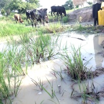 Village Water Source In Uganda, Africa